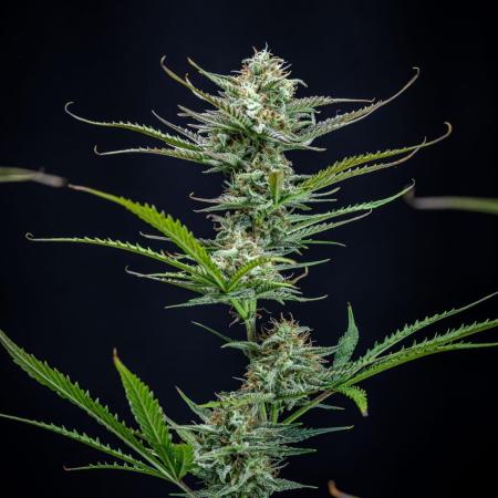 Permanent Jealousy XL Auto Sweet Seeds