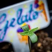 Auto Gelato Pyramid Seeds