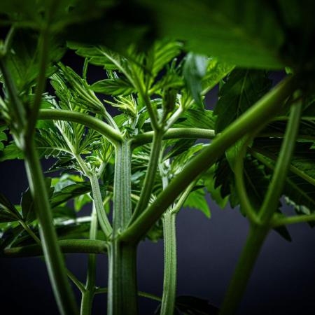 Auto Gelato Pyramid Seeds