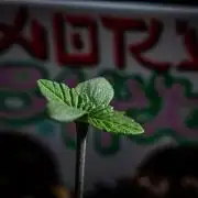 Nori Cake Green House Seed Co.