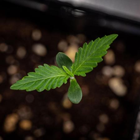 Maui Wowie Autoflower Seeds