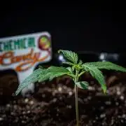 Chemical Candy Green House Seeds