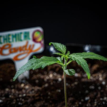 Chemical Candy Green House Seeds