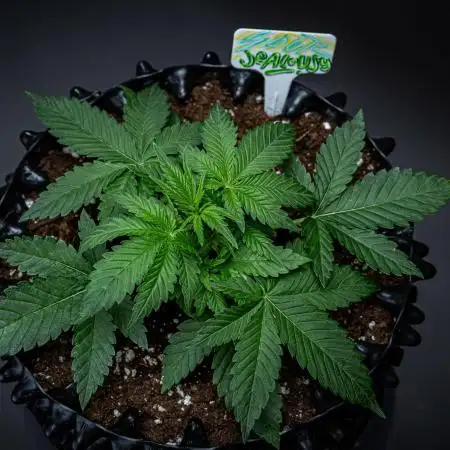 Sour Jealousy Auto Fast buds