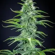 Ghost Train Haze Autoflower Zamnesia