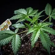 Banana Blaze Auto Dutch Passion