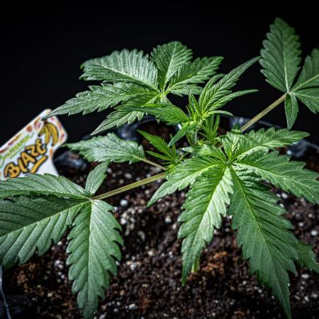 Banana Blaze Auto Dutch Passion