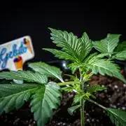 Auto Gelato Pyramid Seeds