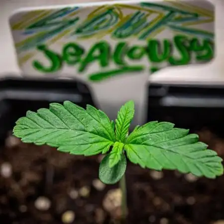 Sour Jealousy Auto Fast buds