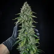 Ghost Train Haze Autoflower Zamnesia