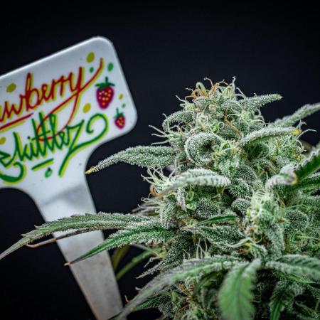 Strawberry Zkittlez Auto Ganja Farmer