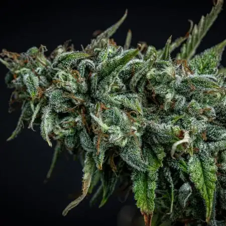 Sauvignon Blanc Automatic Sensi Seeds