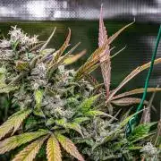 Auto Gelato Pyramid Seeds