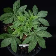 Nori Cake Green House Seed Co.