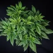 Strawberry Gorilla Auto RF3 Fast Buds