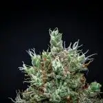 Dutch Treat Auto Zamnesia Seeds