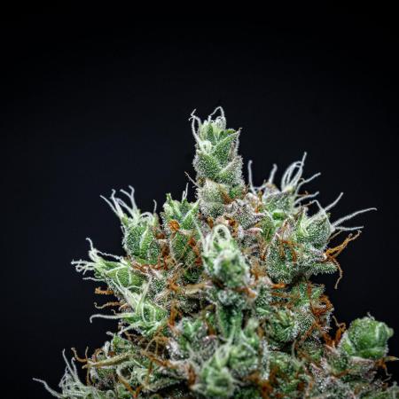 Dutch Treat Auto Zamnesia Seeds