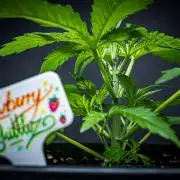 Strawberry Zkittlez Auto Ganja Farmer