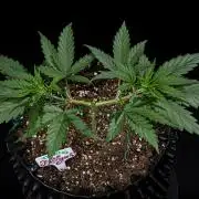 Franco's Fullgas! Green House Seed Co.