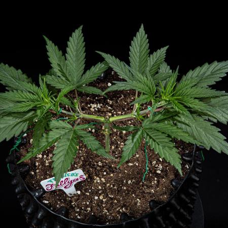 Franco's Fullgas! Green House Seed Co.