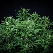 Auto Gelato Pyramid Seeds