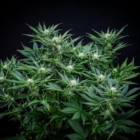 Lemon Cherry Cookies Auto Fast Buds