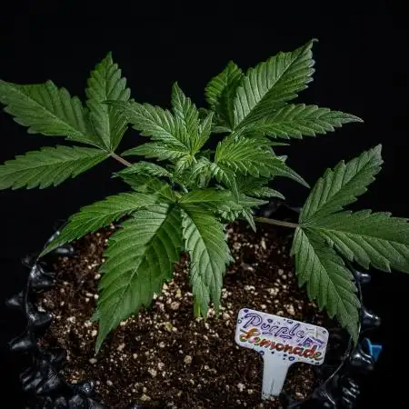 Purple Lemonade Auto RF3 Fast Buds