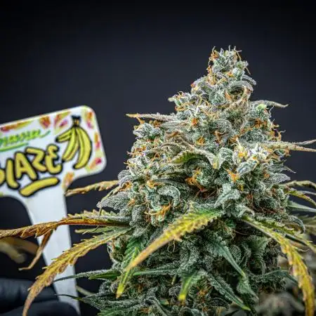 Banana Blaze Auto Dutch Passion