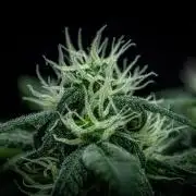 Banana Blaze Auto Dutch Passion