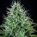 Dutch Treat Auto Zamnesia Seeds