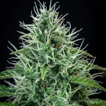 Dutch Treat Auto Zamnesia Seeds