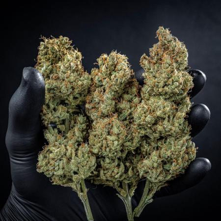 Chemical Candy Green House Seeds