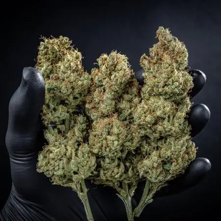 Chemical Candy Green House Seeds