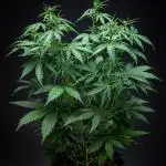 Dutch Treat Auto Zamnesia Seeds