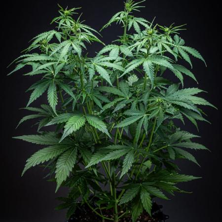 Dutch Treat Auto Zamnesia Seeds