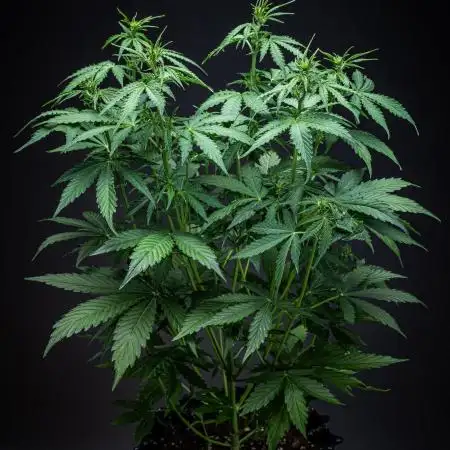 Dutch Treat Auto Zamnesia Seeds