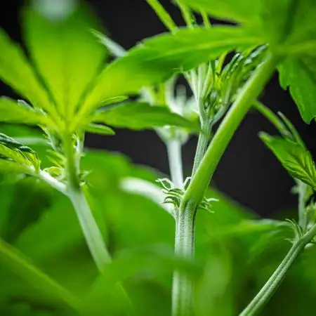 AK 2.0 XL Auto Ganja Farmer Seedbank