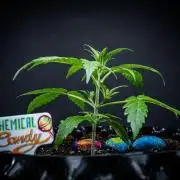 Chemical Candy Green House Seeds