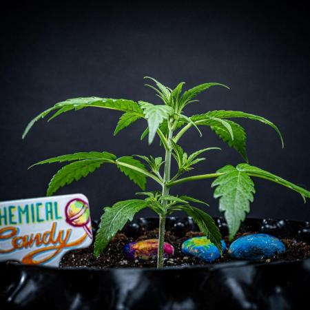 Chemical Candy Green House Seeds