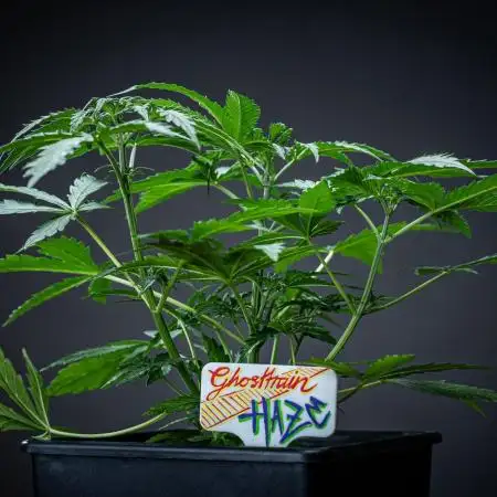 Ghost Train Haze Autoflower Zamnesia