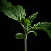 Sticky Broccoli Zamnesia EternityGrowCup