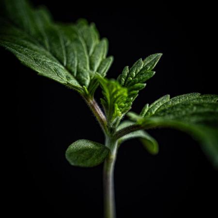 Sticky Broccoli Zamnesia EternityGrowCup