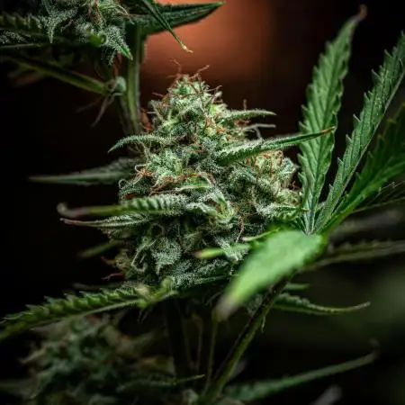 Permanent Jealousy XL Auto Sweet Seeds