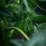 Sour Jealousy Auto Fast buds