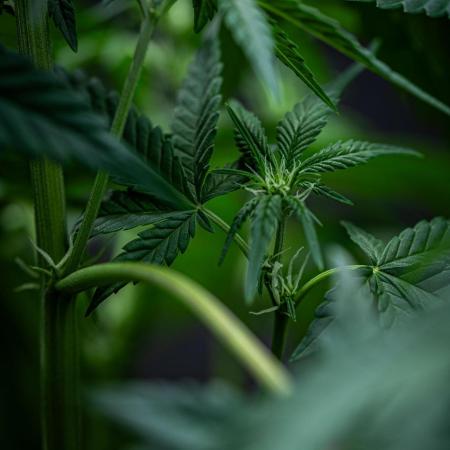 Sour Jealousy Auto Fast buds