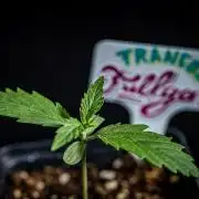 Franco's Fullgas! Green House Seed Co.