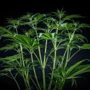 Banana Blaze Auto Dutch Passion