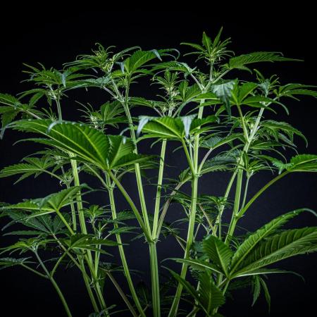 Banana Blaze Auto Dutch Passion