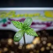 Lemon Cherry Cookies Auto Fast Buds