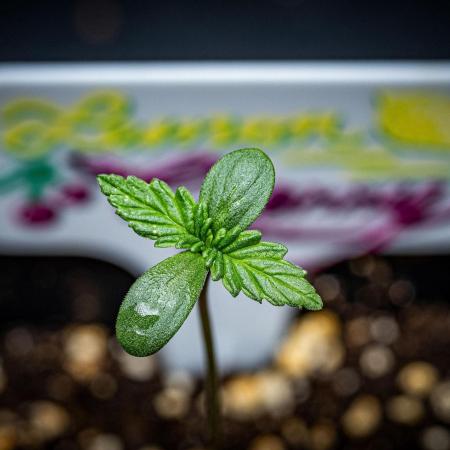 Lemon Cherry Cookies Auto Fast Buds